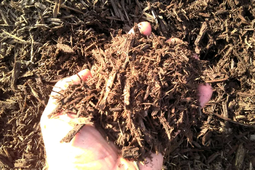 A person holding up a pile of mulch.